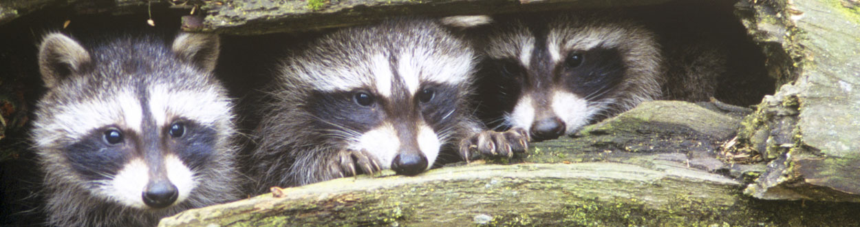 Racoon family in need of relocation